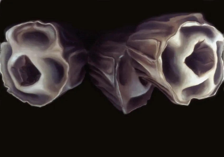 Untitled I (seed pods)