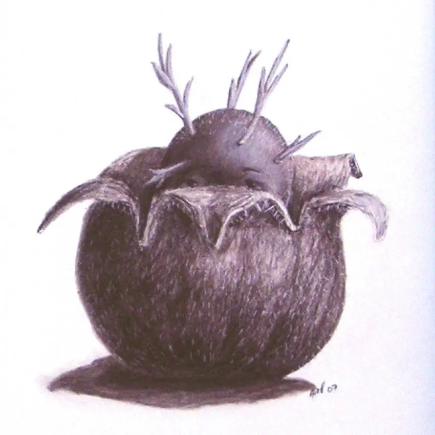 Studies for unknown paintings: Shy